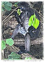 Dusky Leaf Monkey Langkawi 3 - NFT